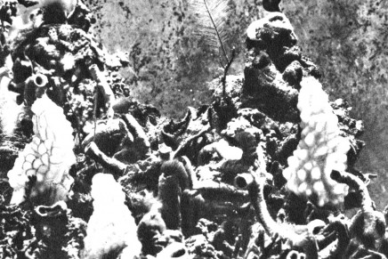 Donato Epiro – Fiume Nero