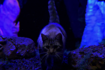 Mastodon: ecco il video di “Asleep In The Deep”