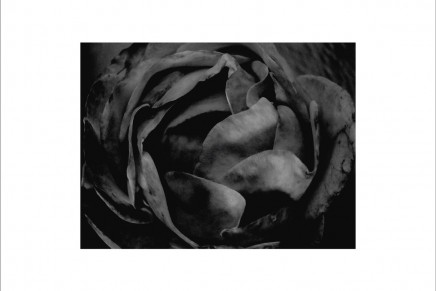 Cio D’Or – All In All