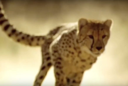 Garbage: guarda  “Even Though Our Love Is Doomed”