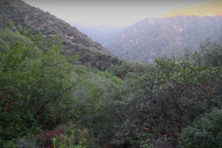 Cody ChesnuTT: guarda “Bullets in the Streets and Blood”