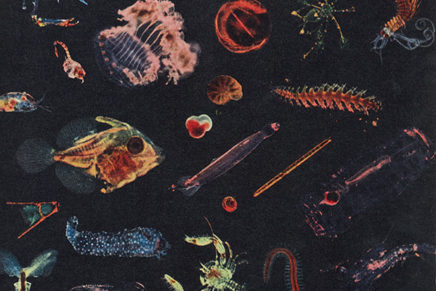 Alessandro Fiori – Plancton