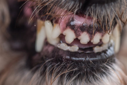 Blanck Mass – World Eater