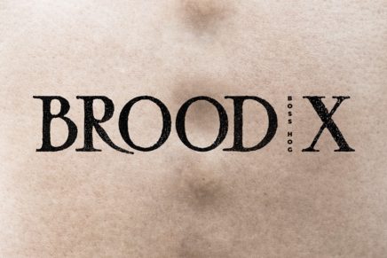 Boss Hog – Brood X