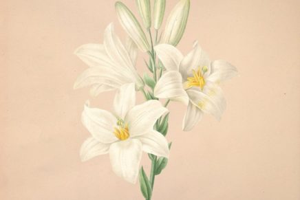 Colour Haze – In Her Garden