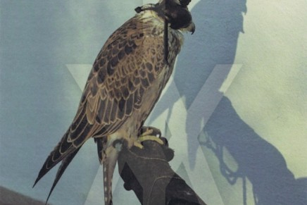 Iceage – You’re Nothing