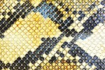 The  Amazing Snakeheads –  Amphetamine Ballads