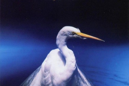 Faith No More – Angel Dust